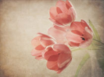 tulip melancholy von Franziska Rullert