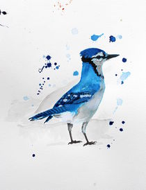 Blue Jay by Condor Artworks