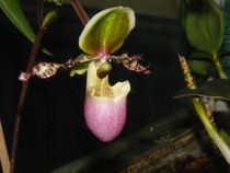 Lila Orchidee  von Sven  Herkenrath