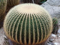 Kaktus sehr schönes Bild by Sven  Herkenrath