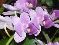Lila Orchidee von Sven  Herkenrath