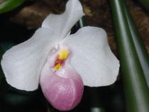 Sehr schöne Orchidee Makro von Sven  Herkenrath