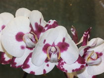Schöne Orchidee von Sven  Herkenrath