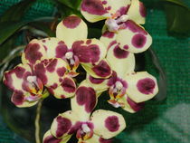 Sehr schöne Orchidee von Sven  Herkenrath