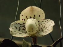 Sehr schöne Orchidee by Sven  Herkenrath