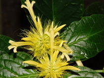 Gelbe exotische Blüte von Sven  Herkenrath