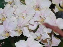 Weiße Orchidee von Sven  Herkenrath