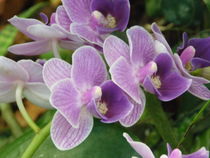 Lila Orchidee von Sven  Herkenrath