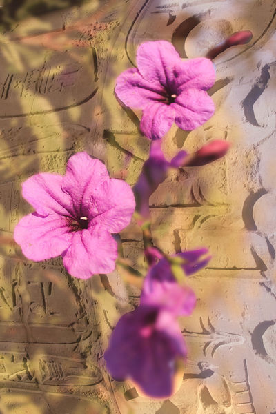 Blumen-aus-agypten