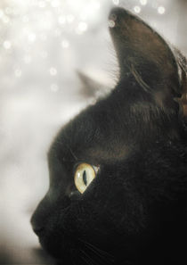 The Black Cat by Sybille Sterk