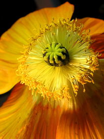 Gelbe Mohn-Blüte (papaver).Yellow blossom of poppy flower by Dagmar Laimgruber