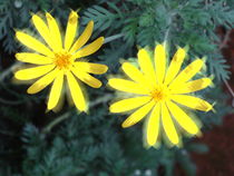 Gelbe schöne Blüte von Sven  Herkenrath