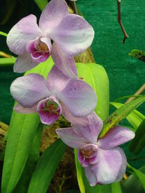 Lila Orchidee by Sven  Herkenrath