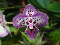 Lila Orchidee sehr schön von Sven  Herkenrath
