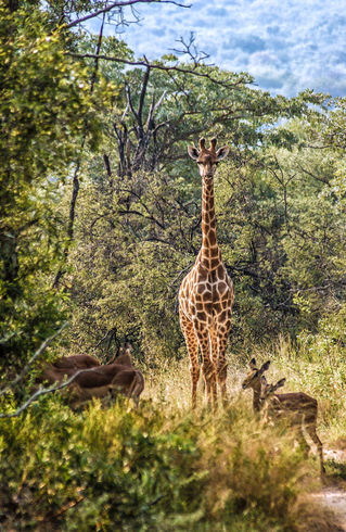 Giraffe-tall-and-handsome