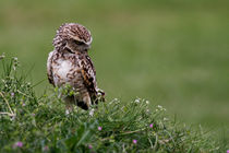 Little Owl by Karl Thompson