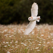 Barn Owl by Karl Thompson