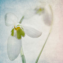 Springflower by Annie Snel - van der Klok