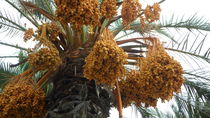 Palmen Blütenstand von Sven  Herkenrath
