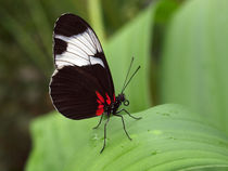 Schmetterling-Makro, heliconios sara. Sara longwing butterfly on green leaf von Dagmar Laimgruber