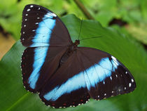 Schmetterling, Himmelsfalter, morpho peleides.Tropical, blue butterfly (common morpho) von Dagmar Laimgruber
