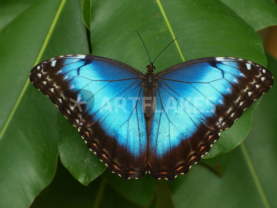 Schmetterling Himmelsfalter Morpho Peleides Tropical Blue Butterfly Common Morpho Fotografie Als Poster Und Kunstdruck Von Dagmar Laimgruber Bestellen Artflakes Com