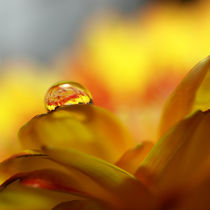  Wasser-Tropfen, Makro, auf Gerbera-Blüte. Water drop on yellow gerbera blossom by Dagmar Laimgruber