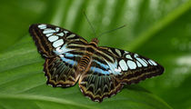 Schmetterling  blauer Segler, parthenos sylvia, blue clipper butterfly by Dagmar Laimgruber