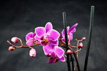 Orchidee von Rico Ködder