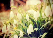 Snowdrops by Sybille Sterk