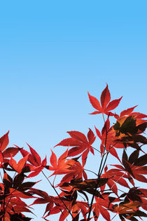 Acer palmatum, Red Maple -  with clipping path von moonbloom