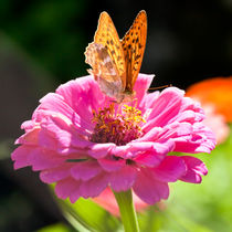 Silver Washed Fritillary - Argynnis Paphia Butterfly on a Zinnia flower by moonbloom