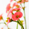 Little-pink-flowersimg-7403-2-5mb