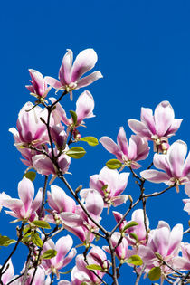 Pink Magnolia Flowers von moonbloom