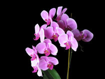 Pink Phalaenopsis Orchids by moonbloom