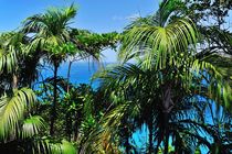 Tropische Palmen von Jürgen Feuerer