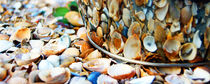 Shells by Tyrone Castelanelli