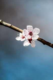 Blossom by Holger Pelzer