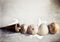Sea Shells by the Sea Shore by Sybille Sterk