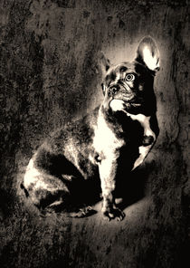 French Bulldog von Falko Follert