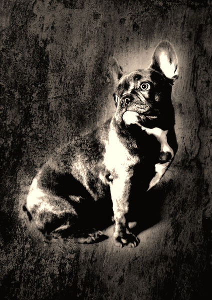 Franzoesische-bulldogge-70