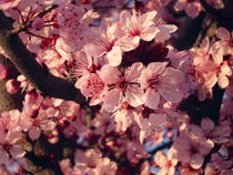 Spring Pink Flowers of almond-tree  by Tricia Rabanal