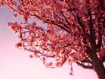 Spring, Pink Flowers of almond-tree von Tricia Rabanal