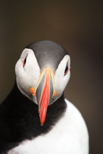 Puffin portrait II. by Andras Neiser