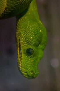 Green Tree Python by James Biggadike