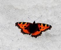 Schmetterling von Cornelia Guder