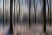 Winter Beech Woods by David Tinsley