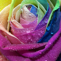 Wasser-Tropfen auf bunter Rosenblüte. Rose, coloured, water droplets by Dagmar Laimgruber