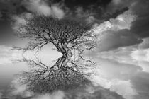 Fantasy Oak by David Tinsley
