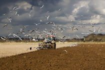 A Flock of Seagulls von David Tinsley